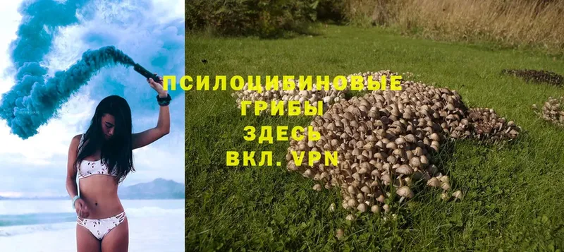 Галлюциногенные грибы Psilocybine cubensis  купить закладку  Саки 